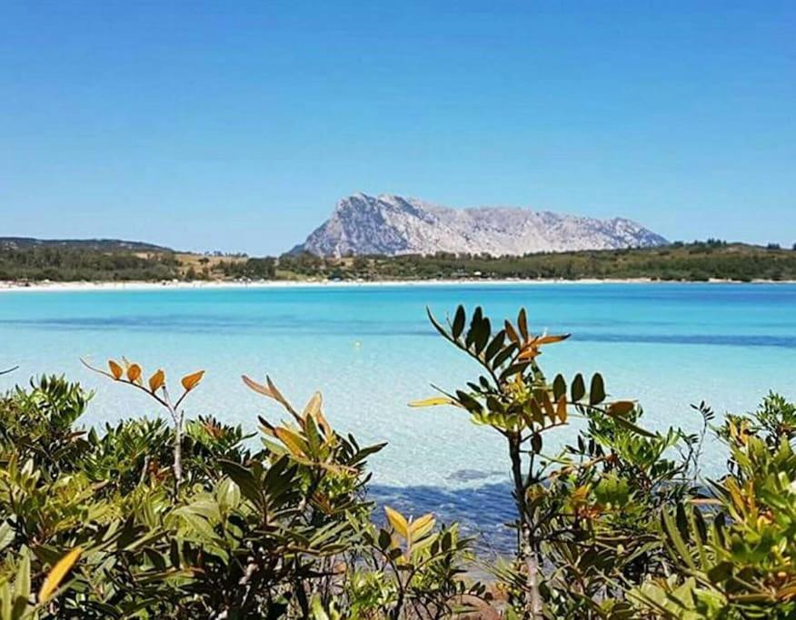 Amazing House 10 Min By Car From The Beach Olbia Exteriör bild